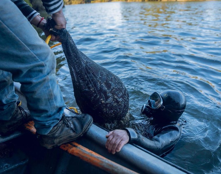 Buzo-faena-caleta-Corral