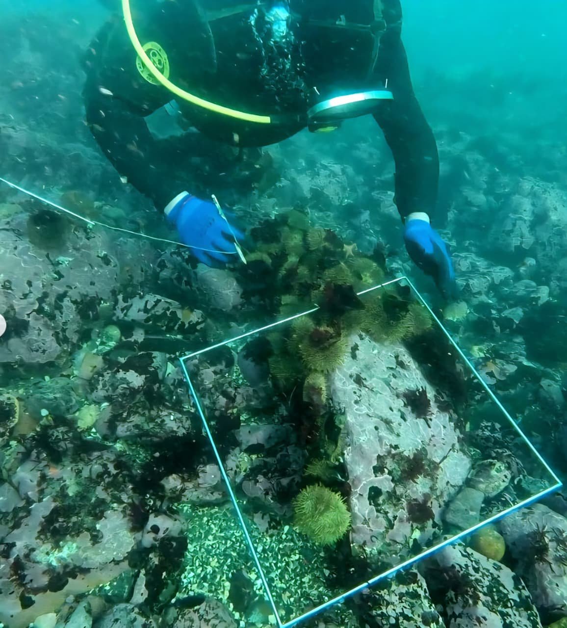 Los Chonos de Guabun 3-