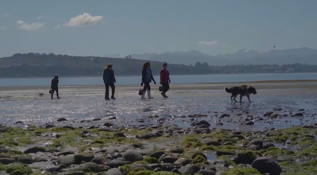 isla tenglo recolectoras